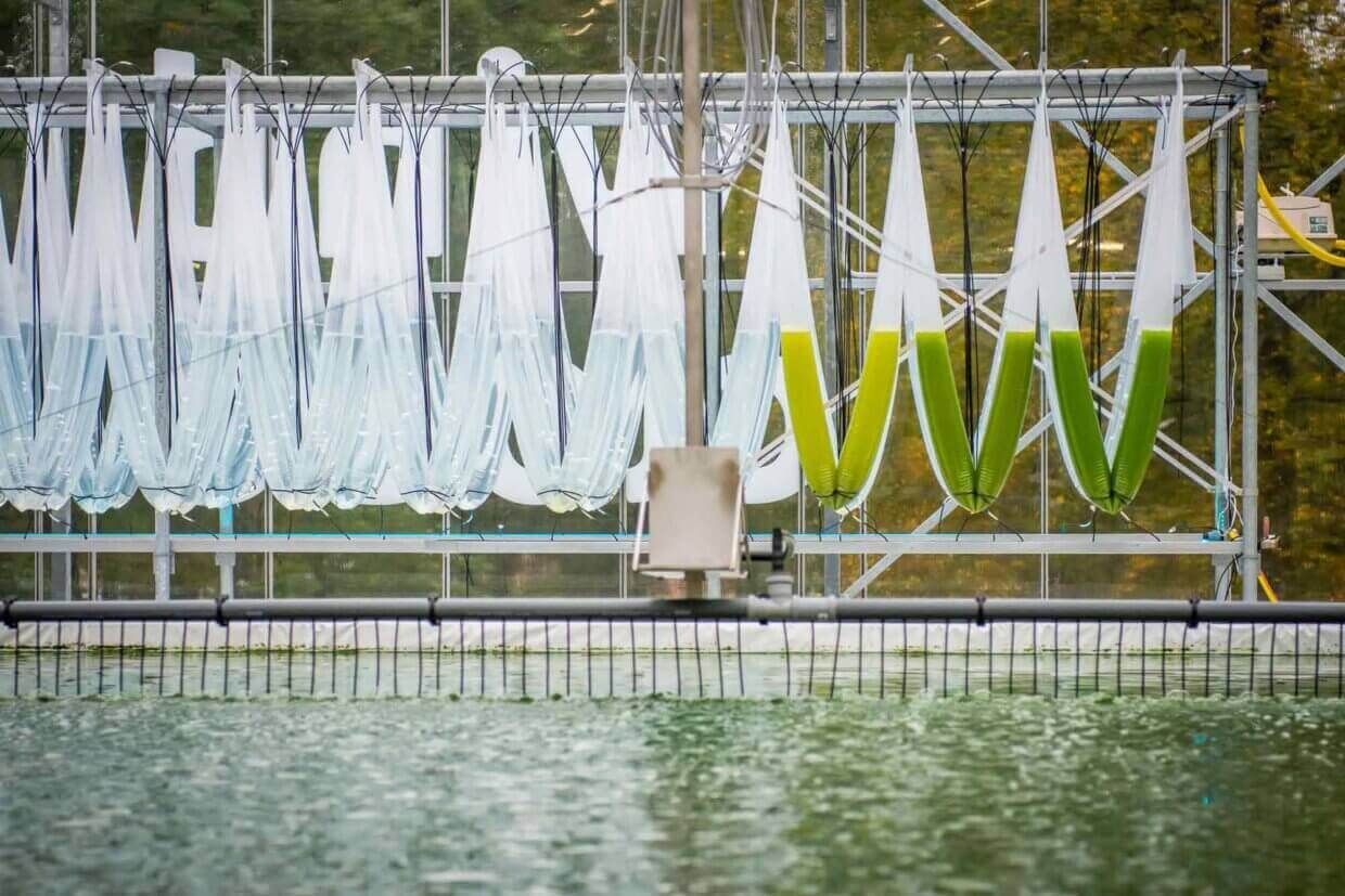 Nachhaltige Webseite dank Algenfarm bei Windcloud